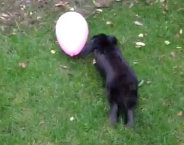 El amor imposible de este conejo es un globo rosa