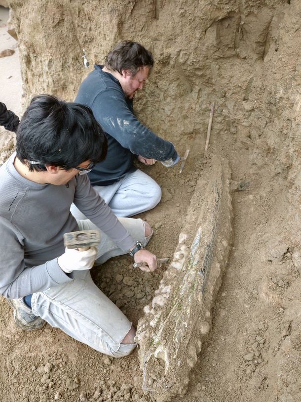 Hallan restos de elefante prehistórico en Mar del Plata
