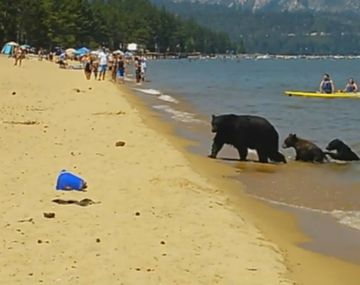 Vacaciones en familia: una osa y sus cachorros sorprendieron en la playa