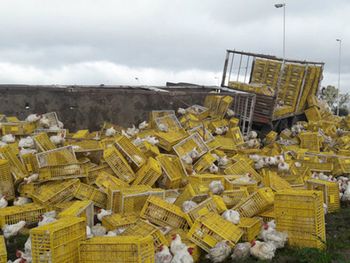 No hubo pérdidas materiales ni heridos, pero algunos pollos se dieron a la fuga