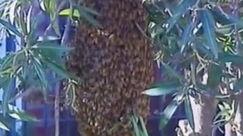 invadida por abejas: tiene una colmena frente a su casa y pide ayuda invadida por abejas: tiene una colmena frente a su casa y pide ayuda