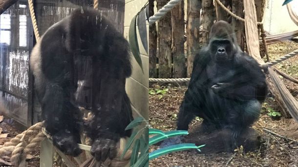 Creen que se escapó una hembra llamada Kumbuka