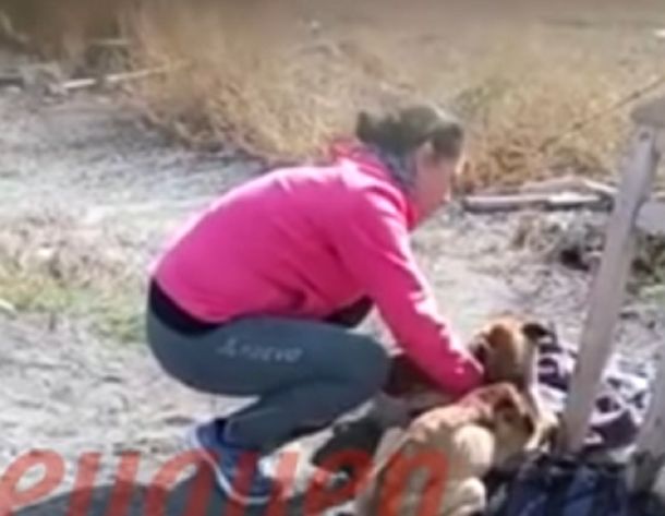 El perro se encontraba desnutrido