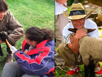 Margarita, la oveja que fue robada en Neuquén.
