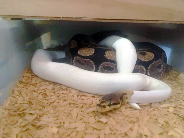 Encuentran 200 serpientes en un departamento de Balvanera