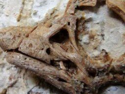 El huevo de dinosaurio restituido