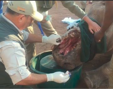 Logran salvar a una rinoceronte