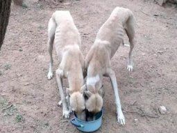 Un hombre fue denunciado en Bell Ville por entrenar a su pitbull con galgos desnutridos. Un hombre fue denunciado en Bell Ville por entrenar a su pitbull con galgos desnutridos.