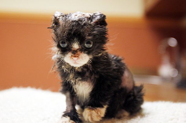 A un gatito lo prendieron fuego pero está fuera de peligro