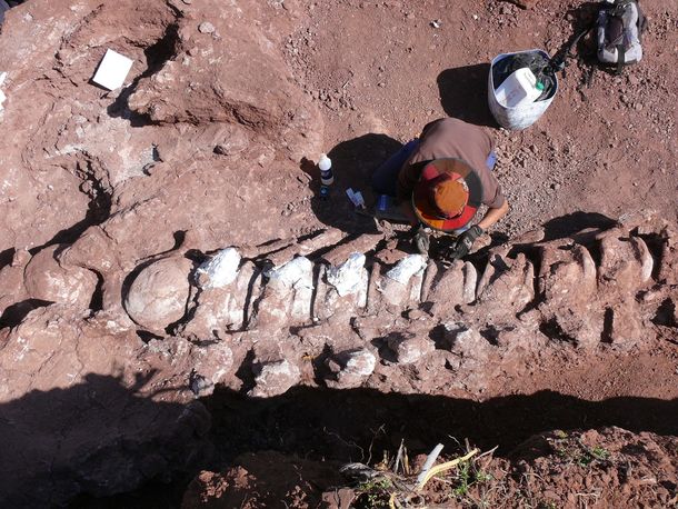 Revelan más detalles de los restos de tiranosaurio hallados en Neuquén