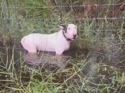 El perro tenía las patas sumergidas en el agua de la lluvia y estaba atado a un cerco. El perro tenía las patas sumergidas en el agua de la lluvia y estaba atado a un cerco.