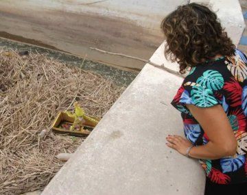 San Juan: pánico por la aparición de varios barquitos que podrían ser brujería