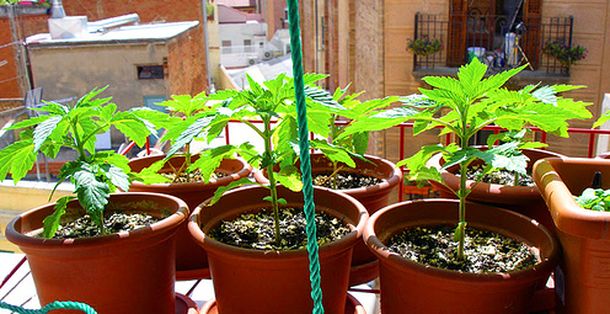 Reparten tarjetas con fragancia a marihuana para detectar plantas