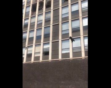 A este gato le quedan seis vidas