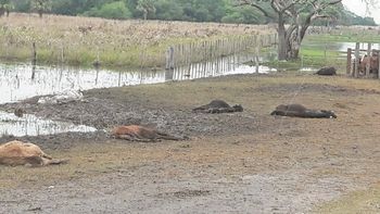 Al menos 50 mil animales murieron por las inundaciones Al menos 50 mil animales murieron por las inundaciones