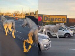 Caballos sueltos por la autopista Panamericana.
