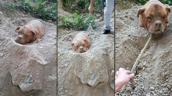 rescatan a un perro que habia sido enterrado hasta el cuello en un parque rescatan a un perro que habia sido enterrado hasta el cuello en un parque