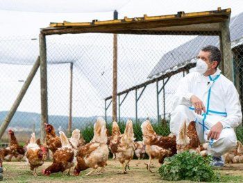 China confirmó la primera muerte de una persona por una variante de la gripe aviar
