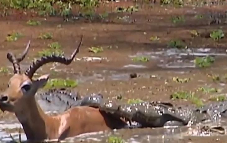 VIDEO: El impactante momento en el que un impala logra escapar de un cocodrilo