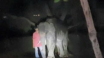 cenaba en playa, lo ataco un elefante y murio cenaba en playa, lo ataco un elefante y murio
