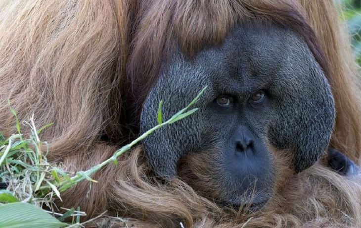 VIDEO: Kuet, el increíble orangután que sabe tocar jazz