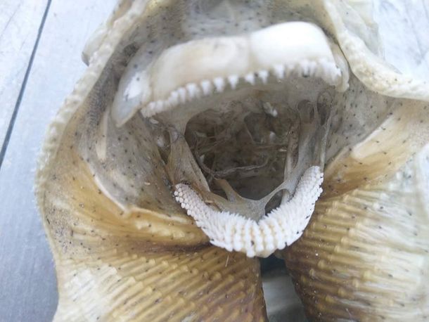 Macabro hallazgo de una criatura monstruosa en una playa de Nueva Zelanda