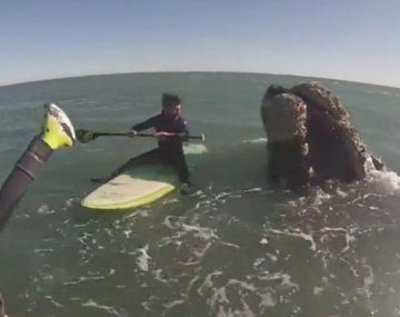 El impactante encuentro de dos surfistas con 12 ballenas en Monte Hermoso