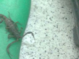 La empleada de la Línea B que fue picada por un alacrán ya fue dada de alta del Hospital Muñiz La empleada de la Línea B que fue picada por un alacrán ya fue dada de alta del Hospital Muñiz