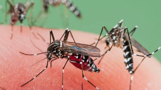Dengue: confirman en Rosario 38 casos importados y 15 autóctonos