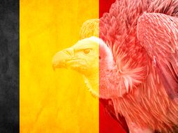 belgica aprobo una ley para frenar a los fondos buitre belgica aprobo una ley para frenar a los fondos buitre