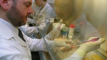 cientificos argentinos logran modificar celulas en el para combatir la diabetes