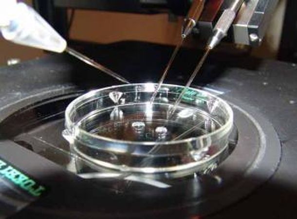 In vitro