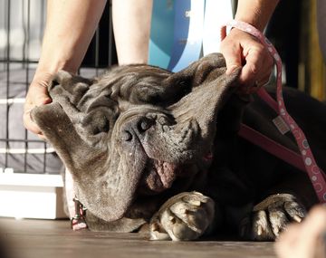 La mastín napolitano la tuvo fea al principio, pero ya está bien de salud