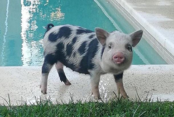 Pacheco: denuncian a un hombre por adoptar y matar a una minipig para hacerla a la parrilla