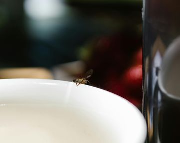 El truco definitivo para eliminar los insectos con un pepino