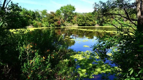 Reserva Natural de Vicente López. Reserva Natural de Vicente López.