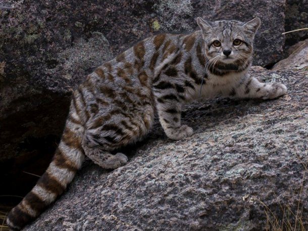 Un ejemplar del misterioso gato andino fue fotografiado en Mendoza