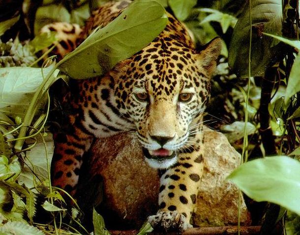 Jaguar