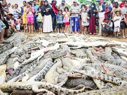 Insólito: mataron casi 300 cocodrilos para vengar la muerte de un hombre
