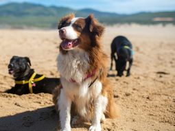 Verano 2023: cómo cuidar a los perros en la playa