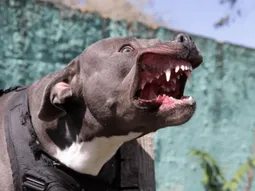 Mendoza: cinco perros pitbull atacaron a un neurocirujano