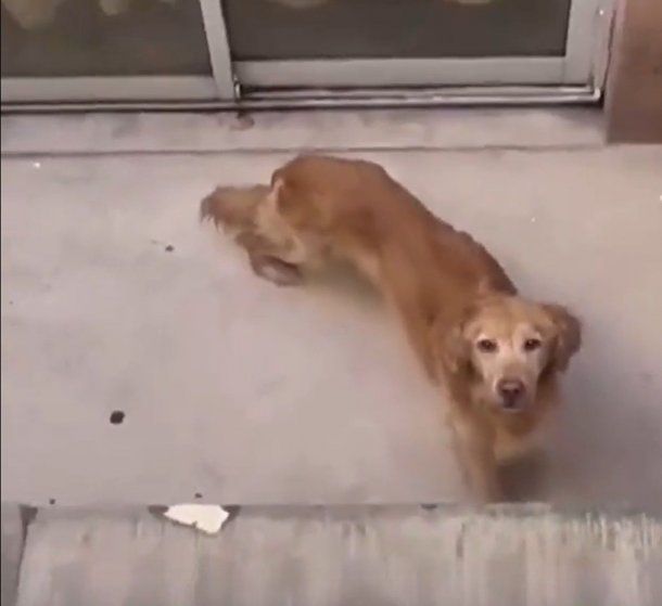 Abandonaron a un perro en Palermo: sobrevivió 15 días por la comida y agua que le acercaron los vecinos