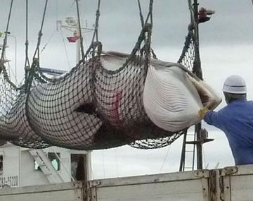 Japón anunció que dejará de cazar ballenas en la Antártida