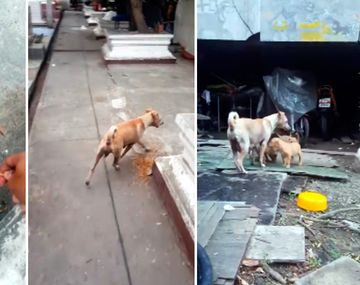 Una perra pide comida para sus cachorros