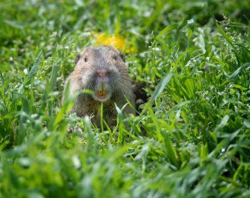 Descubren que una especie de roedor que cultiva sus propios alimentos