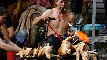 Se consume carne de perro durante el Festival de Yulin, en China Se consume carne de perro durante el Festival de Yulin, en China