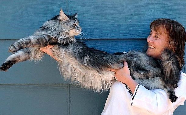 Stewie tenía el título del gato más largo del mundo desde 2010