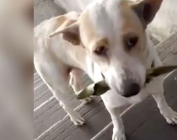 &nbsp;Un perro le agradece a la mujer que lo alimenta con regalos