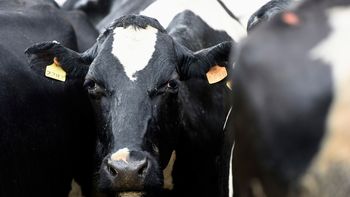 El Inale impulsa un plan para duplicar la producción de leche de Uruguay en los próximos 12 años. El Inale impulsa un plan para duplicar la producción de leche de Uruguay en los próximos 12 años.