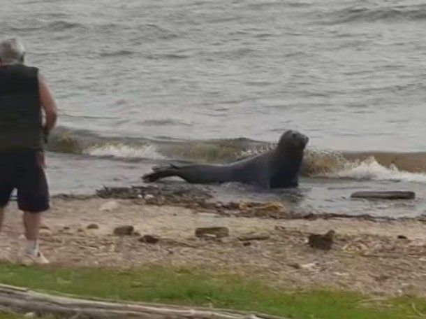 Apareció un lobo marino en la costa de Vicente López y montaron un operativo para asistirlo